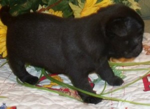 Beautiful Fawn Pug Pups - Females