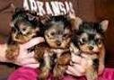 Male and Female Tea cup Yorkie Puppies