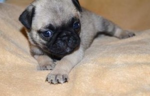 Pug X Bichion. Pushion Puppys.