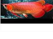 Flower Horn,Chili Red,Super Red,24k golden arowana fishes for sale
