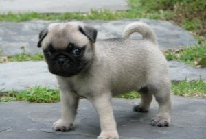 10 Week Old Fawn Pug Puppy For Sale