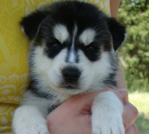 Siberian husk puppies desperate to meet a new home