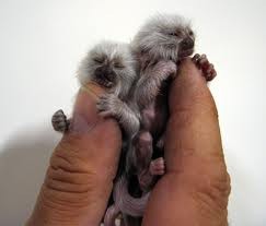 babies capuchin monkeys for sale