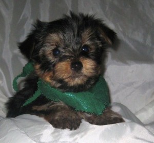 OUR AVAILABLE YORKSHIRE TERRIER PUPPIES