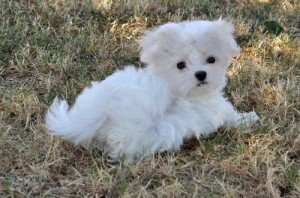 Maltese Puppies male and female for Adoption