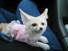 Charming male and female Fennec fox for adoption