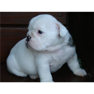 English bulldog puppies, 12 weeks old.