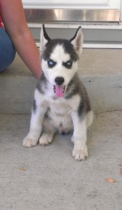 Siberian husky puppies for re-homing