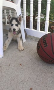 Siberian husky puppies for re-homing