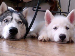 Potty Trained  Blues Eyes Siberian Husky Puppies