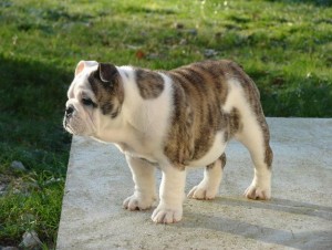 Adorable English Bulldog Puppies For Free Adoption.