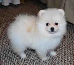 ~~~ Pomeranian puppies available~~~~