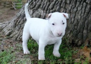 Gorgeous and nice looking bull terrier puppies available for free   adoption