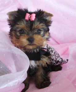 Yorkie Puppies For sale