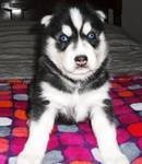 Male and female Siberian husky puppy