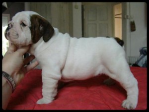 Excellent Male And Female English Bulldog Puppies For Sale Now Ready To Go Home