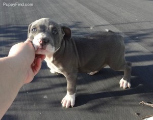 American Pit Bull Terrier Puppies for adoption