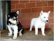 Cute and Adorable Siberian husky puppies