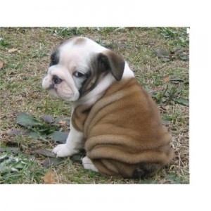 AKC English Bulldog Puppies For caring home now?