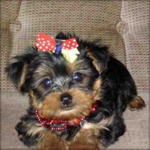 lovely male and female yorkie puppies