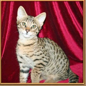 F1-F6 SAVANA KITTENS LOW COST BEST QUALITY.