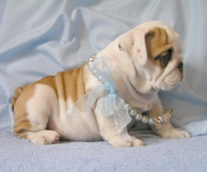 HEALTHY MALE AND FEMALE BULLDOG FOR FREE ADOPTION