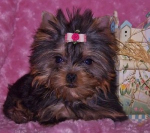 T-cup Yorkie Pups