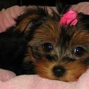 I have a cute Yorkie puppy to give out