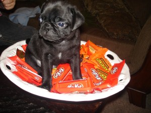 Adorable Male and female pug puppies for good home