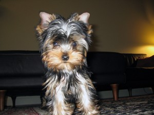 MALE AND FEMALE TEACUP YORKIE PUPPIES