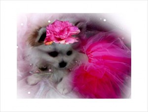 Tiny luxury pomeranian puppies for re homing