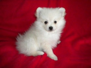 Cute Pomeranian Puppies