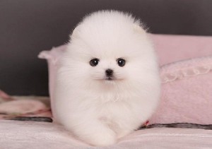 12weeks lovely Pomeranian puppy for any lovely home