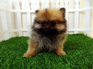 Beautiful quality,sweet, teacup and toy Pomeranian puppies For Adoption