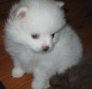 Gorgeous and Lovely Boy And Girl Teacup Pomeranian Puppies For (re homing)