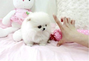 Adorable cute Pomeranian puppies for adoption