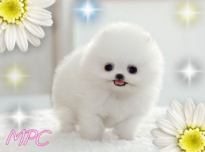 cute Pomeranian Puppy-13 Weeks