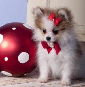 Adorable baby face Pomeranian puppy .