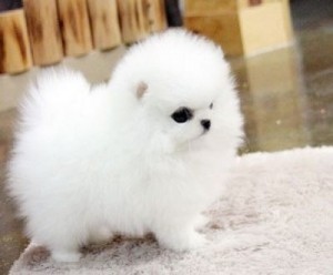 Beautiful Pomeranian Puppies