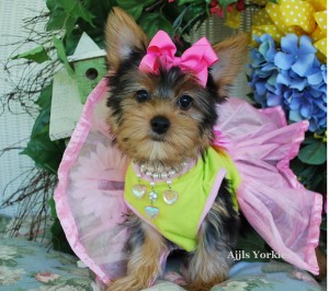 cute male and female yorkie puppies ready for adoption