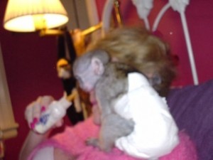 Healthy cute baby Capuchin Monkey For Good Homes