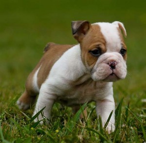 Healthy English BullDog For Free Adoption