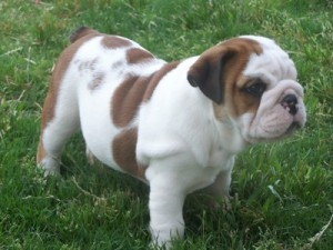 FOUR WHITE AND BROWN ENGLISH BULLDOG PUPPIES FOR HOME ADOPTION NOW !!!!!!