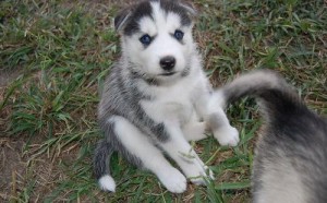 Quality siberian husky puppies for adoption