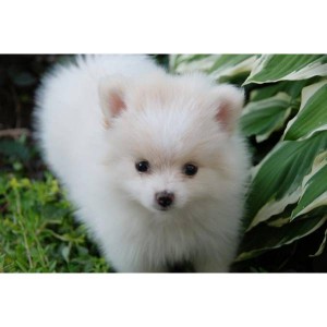 !!Gorgeous &amp; Adorable Pomeranian Puppies For Adoption!!