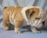 Cute englisg bulldog free adoption