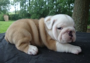 Pure breed English Bulldog puppies available for adoption