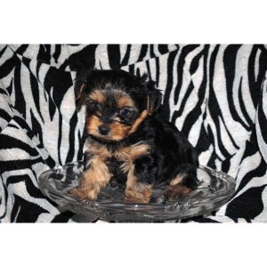 lovable yorkie puppies for adoption