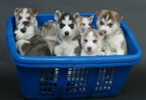 CHARMING AND AMAZING husky PUPPIES FOR NEW FAMILY HOME FOR FREE ADOPTION