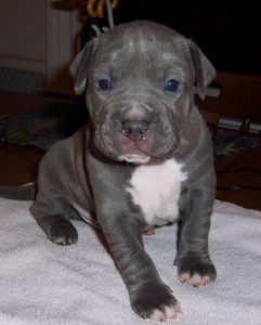 2 American Pit Bull Terrie Puppies for Adoption/FREE